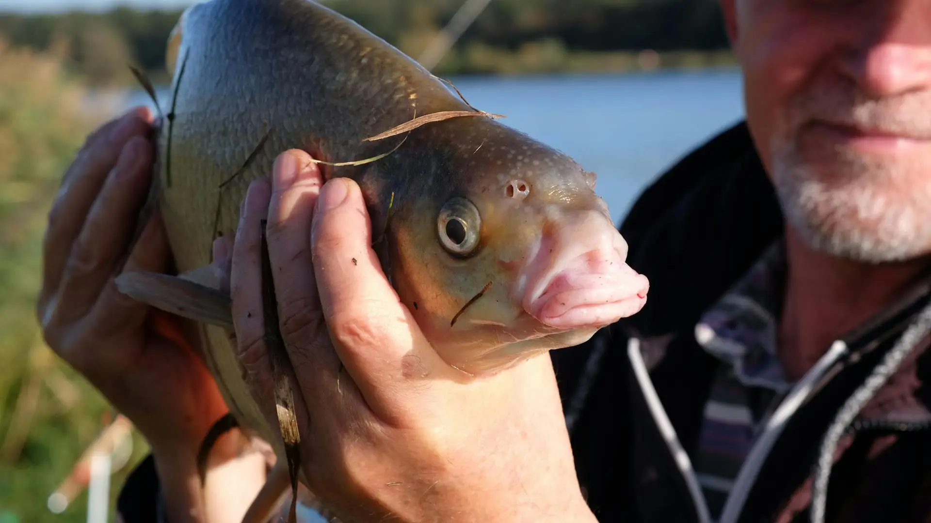 Close-up of a common carp being held by a fisherman, showing the large scales and distinctive features of the invasive species found in Utah Lake